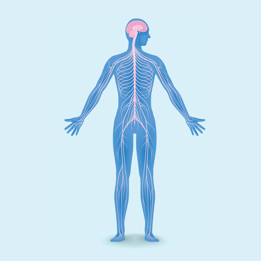 20.06.2026: Mobilisation neuraler Strukturen